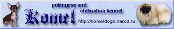 Komel питомник чихуахуа и пекинесов