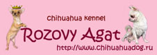Розовый Агат питомник чихуахуа
